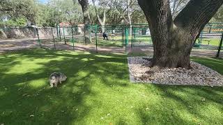 Minneola Florida dog park October 31 2024 Part 1 [upl. by Corabella]