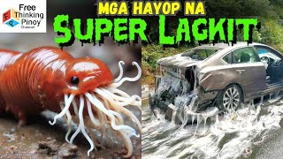 Sobrang LUPET sa LAGKIT NG HAYOP NATO  Slimy Animals [upl. by Boesch]