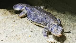 uromastyx thomasi laying eggs [upl. by Arras]