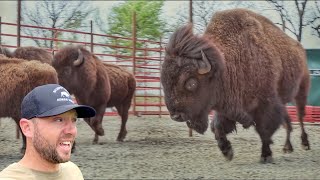 90 Year Old Bison Herd Relocated [upl. by Hsima886]