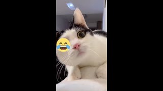 very funny cats 😂😻komik kediler şirinkedi kedicat [upl. by Htiek]