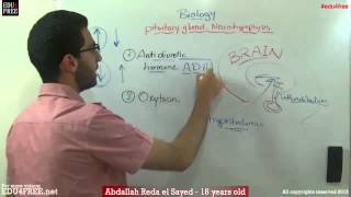 Neurohypophysis  Pituitary gland  Chapter 6  Biology   عبد الله رضا MD  Rocademia روكاديميا [upl. by Akemrehs]