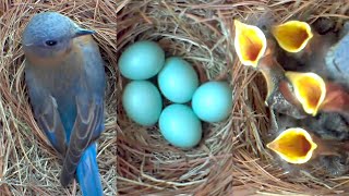 A Fascinating Look at Baby Bluebirds TimeLapse Video with Live Nest Box Cam [upl. by Mike]