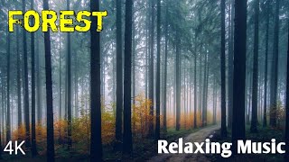 Forest • Relaxing music video [upl. by Eciened]