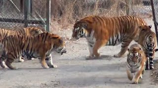 Do you agree that the Siberian tiger is the largest tiger in the world？ [upl. by Nacim653]