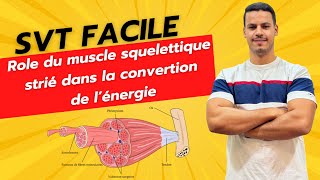 PARTIE 1  Rôle du muscle squelettique strié dans la conversion de l’énergie [upl. by Lecrad]