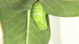 Monarch Caterpillar turning into a cocoon [upl. by Erdman353]