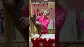 Abyssinian kitten cfacatshow abyssiniancats abyssiniancat abyssinian [upl. by Solohcin419]