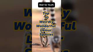 Top 10 weirdly wonderful lemur species lemur trending [upl. by Emogene]