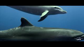 Dolphin dive  Rangiroa [upl. by Rici239]