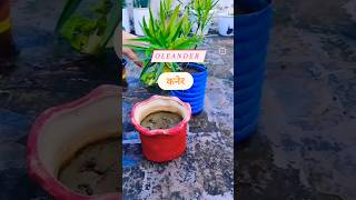 Oleanderकनेर How to growgarden gardningtips plants kaner oleander propagation [upl. by Whitson883]