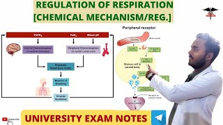 Regulation of Respiration Chemical MechanismRegulation Respiratory system physiology [upl. by Alhak]