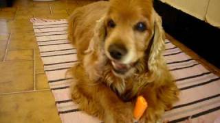 Cocker Spaniel eating carrot [upl. by Hoes]