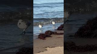 Sanderlings video at normal speed shorts shorebirds animals [upl. by Annol735]