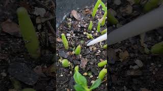 Desert rose pestCutworms hide under soil come out at night to feedLook for fecal pellets [upl. by Htebazle613]