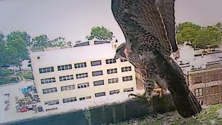 First young falcon takes flight [upl. by Maureen]