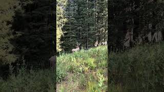 Elk at 40 Yards GOHUNT [upl. by Anaynek]