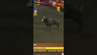 Toros costa rica jallikattu [upl. by Tzong]