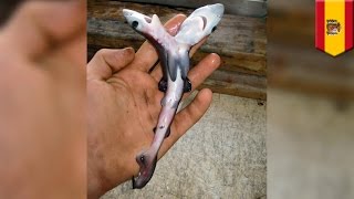 Twoheaded sharks are surfacing all over the world and scientists aren’t sure why  TomoNews [upl. by Ateiram]