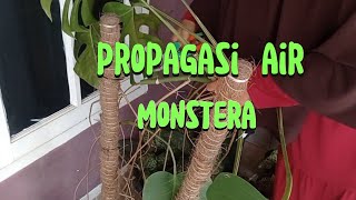 Propagasi air  water progation pada monstera selama 25 hari [upl. by Atterol871]