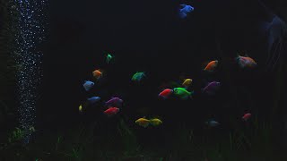 Beautiful Aquarium at Night  No Music  10 Hour Sleep Sound  Full HD [upl. by Nilats]