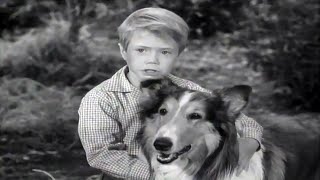 Lassie  Lassies Decision  Full Episodes  Old Cartoons  Videos For Kids 🐕 [upl. by Pain]