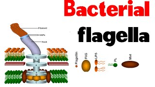 Bacterial flagella  structure and motility [upl. by Hserus]