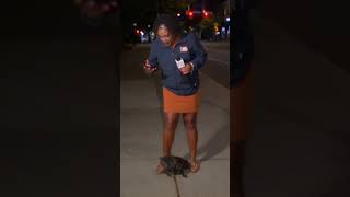 Puppy interrupts live hit for News10NBC reporter [upl. by Aihsekal]