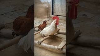 Rooster Crowing 🐓📢🤩 S04E06 shorts [upl. by Ettellocin]