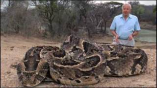 The Puff Adder [upl. by Iramo]