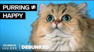 Veterinarians Debunk 13 Cat Myths [upl. by Aniram]