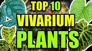 TOP 10 FAVORITE VIVARIUM PLANTS [upl. by Elletsyrc228]