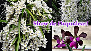 Show de Orquídea Rodriguzia Venusta de Dendrobium e Encyclia [upl. by Hermina]