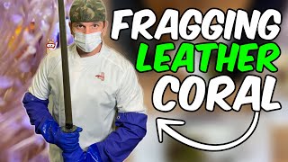 Long Polyp Toadstool Leather Coral Propagation  Frag Swap Prep Part 1 [upl. by Reseda]