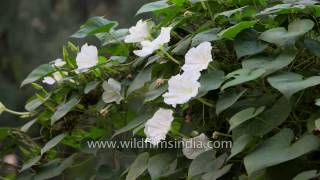 Time lapse of Moon flowers or Common Night Glory [upl. by Larok444]