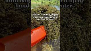 Using pondweed as garden mulch [upl. by Kazim]