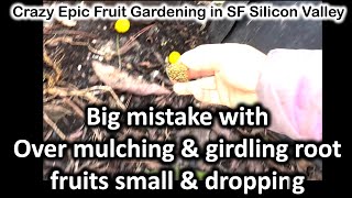 Over Mulching Mistakes amp Root Girdling Why Tree with Small Fruits amp Dropping Feb122024 [upl. by Brande293]