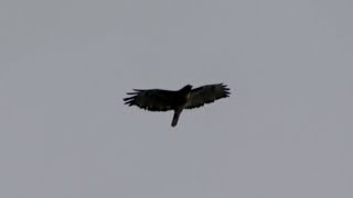 Screech Call of Redtailed Hawk in Flight [upl. by Frida]