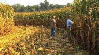 Georgia Farmer Sets New State Corn Yield Record [upl. by Otsuaf684]