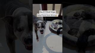 Baby prank gone wrong😱 apbt puppy [upl. by Sac815]