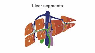 Mastering liver anatomy before the ultrasound [upl. by Adnil]