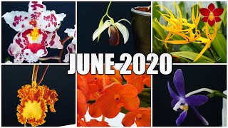 Orchids in Bloom  June 2020  Care Tips Included [upl. by Obola451]