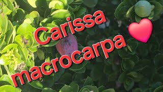 Carissa macrocarpa ❤️ [upl. by Jemimah]