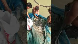 Piyashi fish and papulet fish harvesting with net fish hooksfishing fishponds fishingcruise [upl. by Fesuoy901]