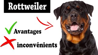 Le Rottweiler Avantages et Inconvénients  Rottweiler Le mal Et Le Bien De La Race [upl. by Nnylahs]