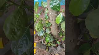 hi chaka chaka😋 chaka nature shortvideo shortsfeed [upl. by Nitaf]