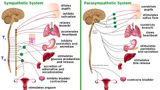 The Autonomic Nervous System Sympathetic and Parasympathetic Divisions [upl. by Anihcak907]