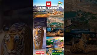 Ranthambore National Park India 🇮🇳 shorts shortsvideo ranthambore rajasthantigerfortsindia [upl. by Racklin983]