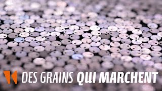 Des grains qui marchent [upl. by Ilek109]