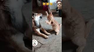 funnyanimlas dog cat [upl. by Destinee287]